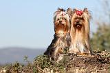 YORKSHIRE TERRIER 211